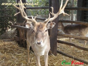 animal